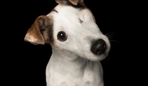 Fotograf stworzył galerię psów, które są idealnie niedoskonałe!