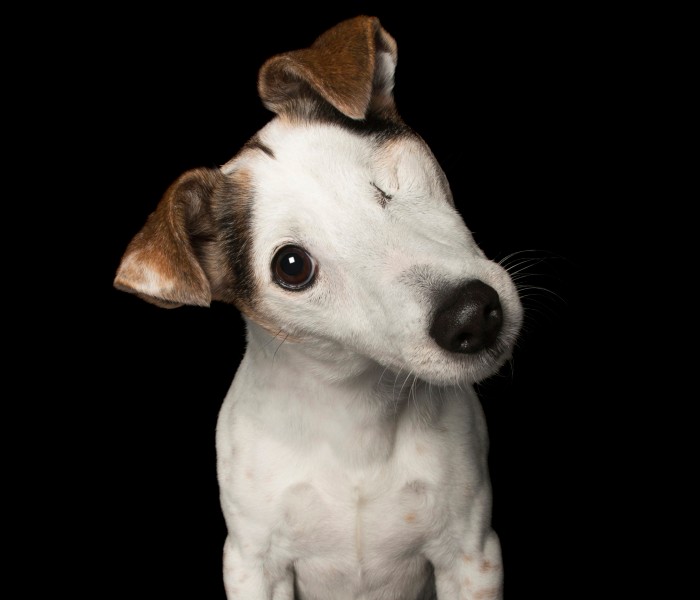 Fotograf stworzył galerię psów, które są idealnie niedoskonałe!