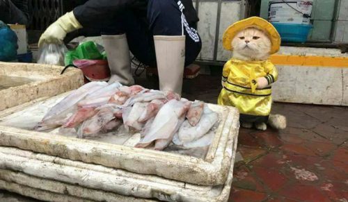 Poznaj najsłodszego wietnamskiego sprzedawcę ryb, który zachwycił cały internet!