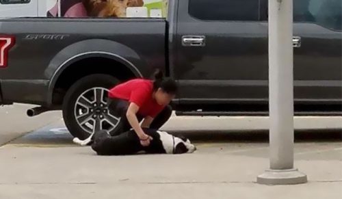 Kobieta zobaczyła psy ciągnięte do schroniska – jej reakcja cię wzruszy!