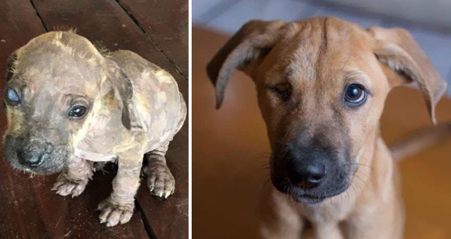 30 zdjęć psów przed adopcją i po, które rozpuszczą Twoje serce!