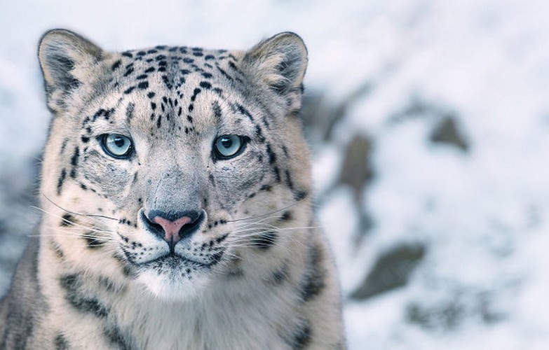 Fotograf spędził 2 lata na fotografowaniu zwierząt zagrożonych wyginięciem. Efekt jest wzruszający!
