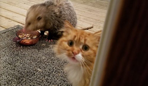 Przezabawna reakcja kota na oposa kradnącego mu jedzenie!
