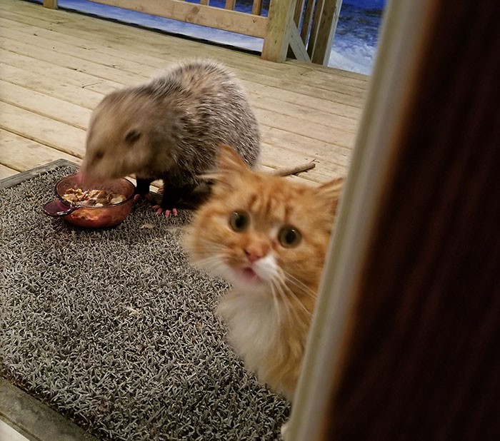 Przezabawna reakcja kota na oposa kradnącego mu jedzenie!