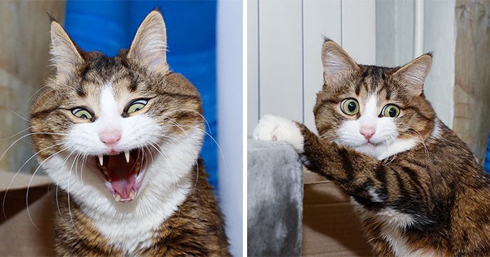Kot zostaje gwiazdą internetu, dzięki swoim oryginalnym minom!