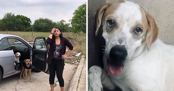 Ta kobieta została przyłapana, gdy próbowała się pozbyć czterech psów i dostała to, na co zasłużyła!