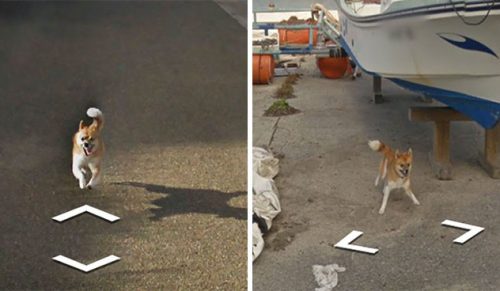 Pies śledził samochód Google Street View i zrujnował wszystkie zdjęcia!
