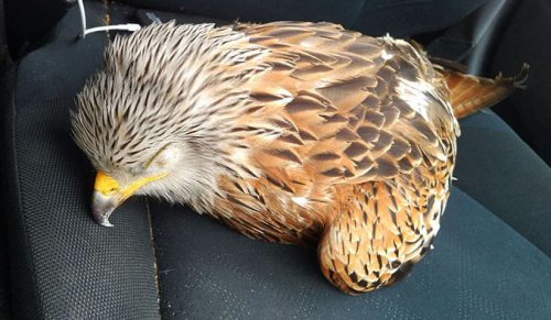 Dziennikarz uratował rannego ptaka, co nie było łatwe!