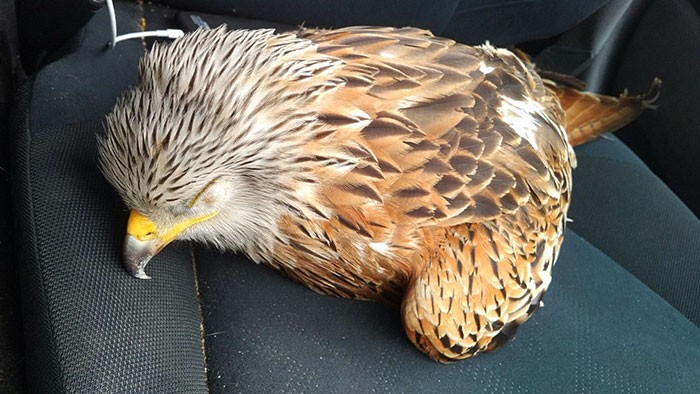 Dziennikarz uratował rannego ptaka, co nie było łatwe!