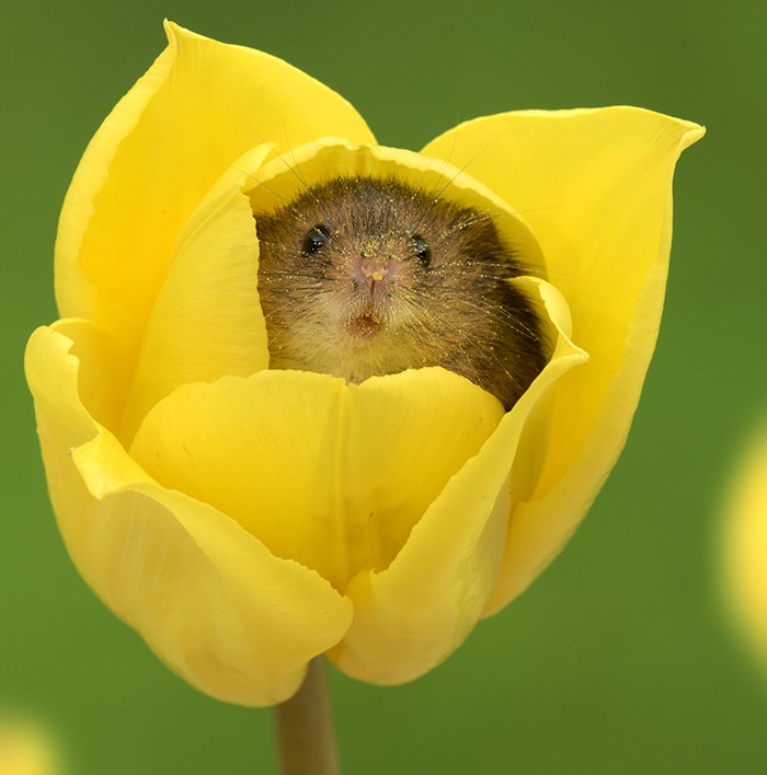 Fotograf robił zdjęcia myszom w tulipanach, a rezultat sprawi, że będziesz miał dobry dzień!