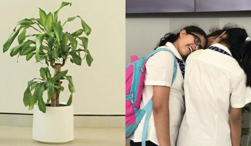 IKEA poprosiła ludzi o poniżanie rośliny przez 30 dni, a efekt jest szokujący!