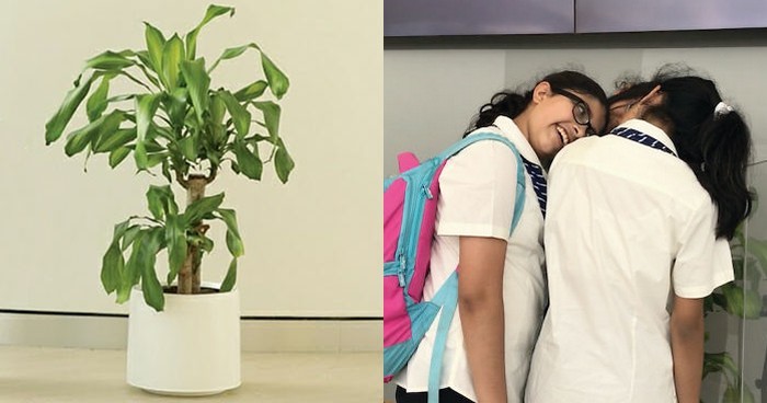 IKEA poprosiła ludzi o poniżanie rośliny przez 30 dni, a efekt jest szokujący!