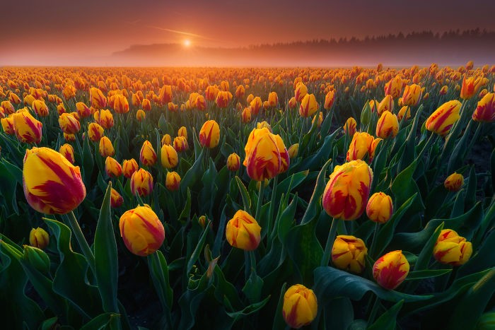 Te zdjęcia tulipanów sprawią, że będziesz chciał odwiedzić Holandię!