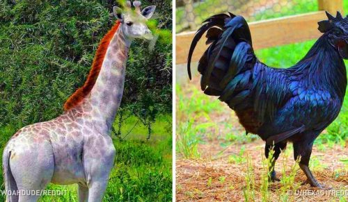 20 przypadków, gdy Natura zabawnie ubarwiła zwierzęta!