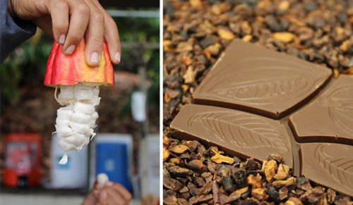 Twórca czekolady pokazuje jak ona powstaje od ziarenka aż do gotowego wyrobu!