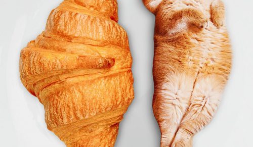Artystka przerabia w Photoshopie zdjęcia kotów w jedzenie i zdobyła 74 000 obserwujących na Instagramie!