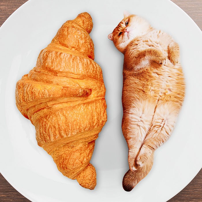 Artystka przerabia w Photoshopie zdjęcia kotów w jedzenie i zdobyła 74 000 obserwujących na Instagramie!