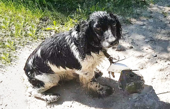 Kobieta znalazła mokrego psa i rozpłakała się, gdy zobaczyła co miał przywiązane do szyi!
