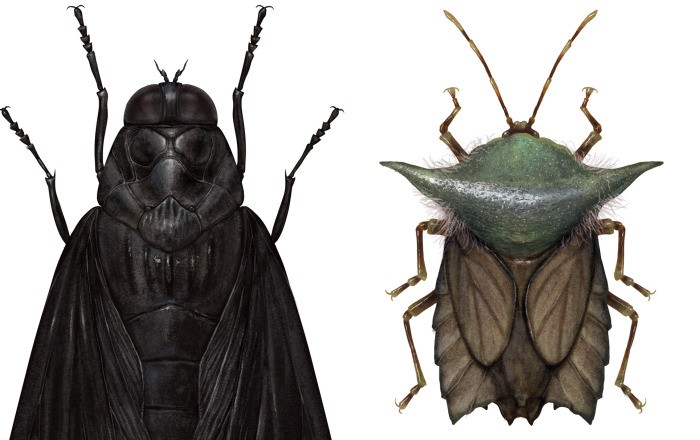 Artysta przerabia owady na postacie z Gwiezdnych Wojen! Rozpoznasz wszystkie?