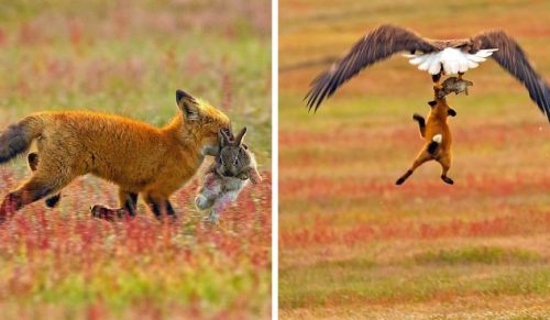 Fotograf uchwycił na zdjęciach epicką bitwę między lisem i orłem o królika!