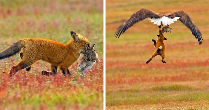 Fotograf uchwycił na zdjęciach epicką bitwę między lisem i orłem o królika!