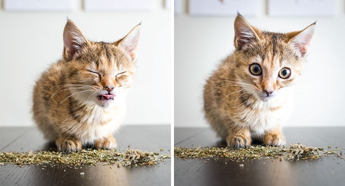Zdjęcia kotów po zażyciu kocimiętki – rozbawią cię do łez!
