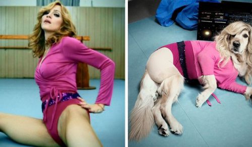 Ten pies odtwarza ikoniczne zdjęcia Madonny, a dopracowanie szczegółów jest niewiarygodne!