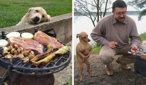 25 zabawnych zdjęć psów błagających o jedzenie, którym nie możesz odmówić!
