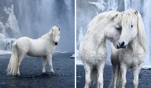 Magiczne zdjęcia koni z Islandii, które wyglądają jak z bajki!