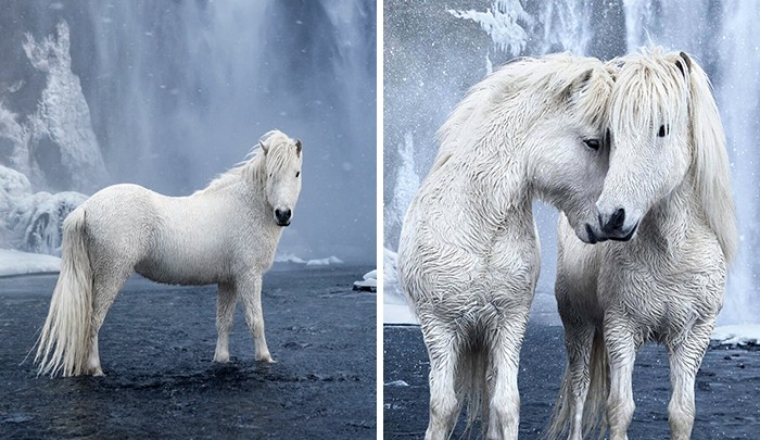 Magiczne zdjęcia koni z Islandii, które wyglądają jak z bajki!