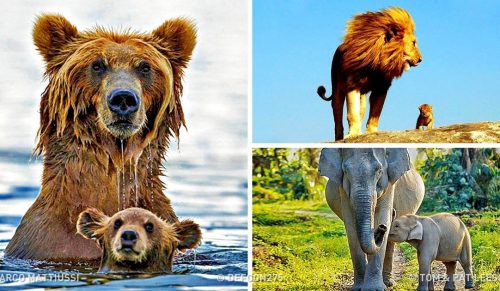 18 najbardziej uroczych malutkich zwierzątek, które złapią cię za serce!