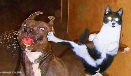 20 zdjęć potwierdzających, że relacje kotów i psów są trudne!