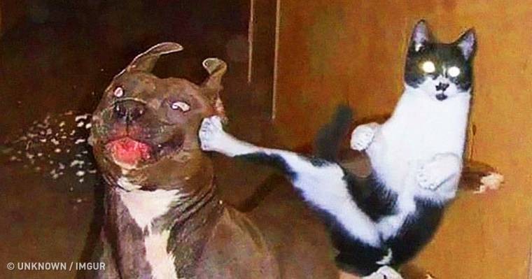 20 zdjęć potwierdzających, że relacje kotów i psów są trudne!