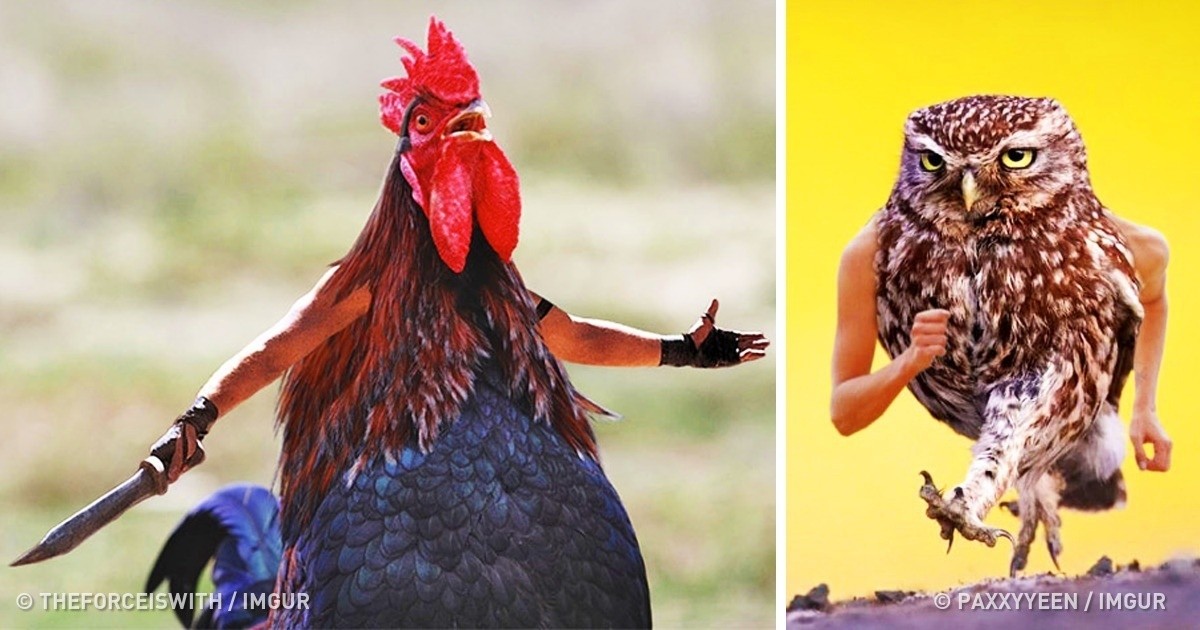 Internauci za pomocą Photoshopa dodają ptakom ludzkie ramiona, a rezultat jest genialny!