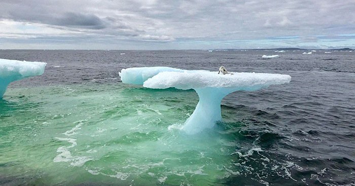 Rybacy myśleli, że znaleźli fokę unoszącą się na górze lodowej – oniemieli, gdy zobaczyli co to było naprawdę!