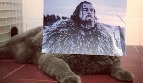 Artysta fotografuje koty, łącząc je z plakatami filmowymi – efekt jest przezabawny!
