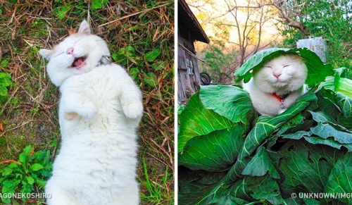 20 zdjęć kotów i psów, które z pewnością sprawią, że będziesz szczęśliwszy!