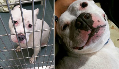 17 zdjęć psów „przed i po” znalezieniu swoich rodzin!