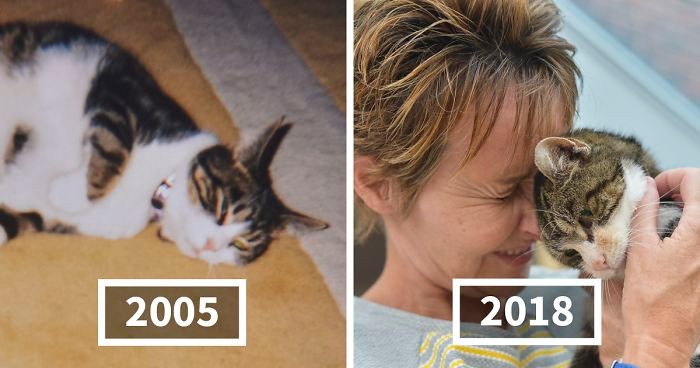 Starszy kot odnalazł drogę do domu po 13 latach, a spotkanie z właścicielką jest wzruszające!