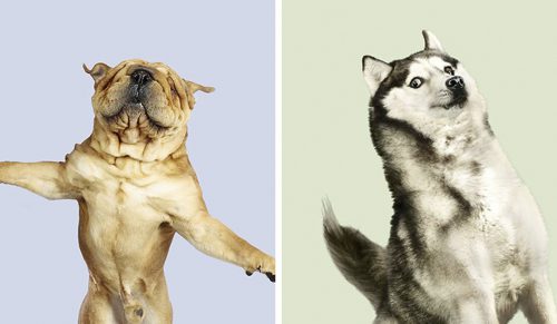 Oto zabawne portrety latających psów stworzonych przez niemiecką fotografkę!