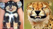 21 zdjęć potwierdzających, że zwierzęta czują takie same emocje co my!