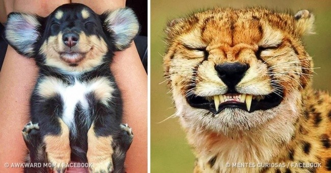 21 zdjęć potwierdzających, że zwierzęta czują takie same emocje co my!