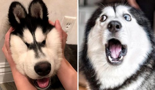 25 zdjęć, które mogą sprawić, że będziesz chciał zaadoptować psa Husky!