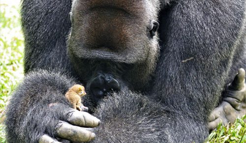 24-letni goryl spotkał uroczą małpiatkę, a jego reakcja jest bezcenna!