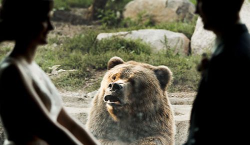 Oto niezwykła reakcja niedźwiedzia na ślub w zoo!