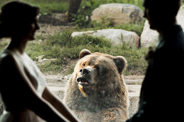Oto niezwykła reakcja niedźwiedzia na ślub w zoo!
