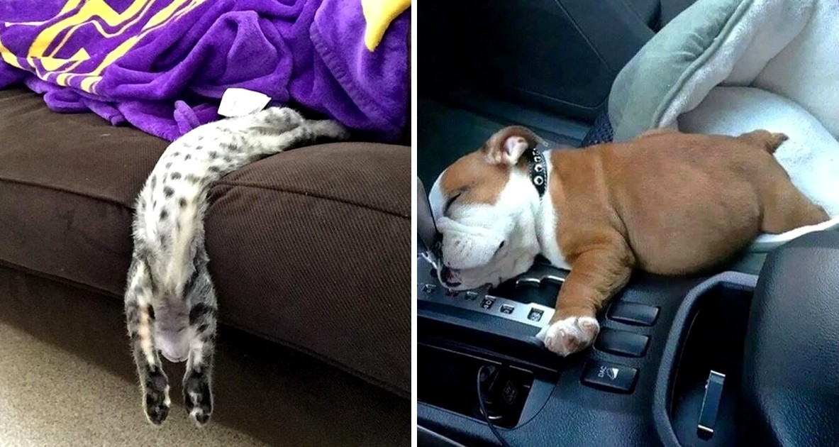 20 kolejnych zdjęć pokazujących, że zwierzęta mogą zasnąć dosłownie wszędzie!