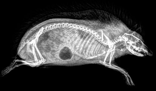 14 niesamowitych zdjęć rentgenowskich z corocznej oceny stanu zdrowia zwierząt w zoo.