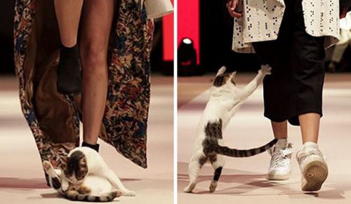 Kot niespodziewanie wtargnął na pokaz mody i zdobył sławę!