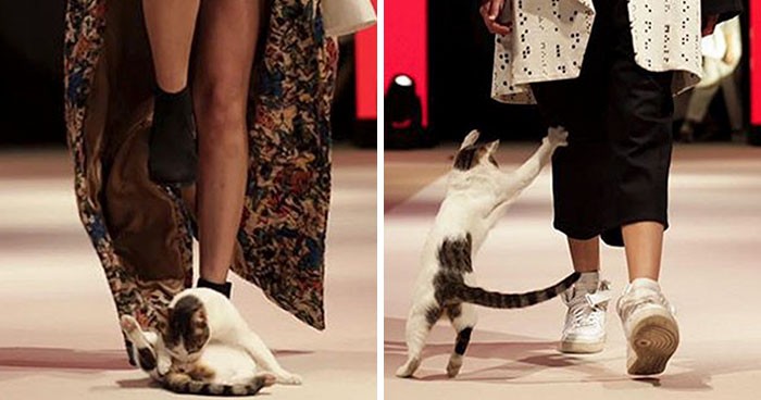 Kot niespodziewanie wtargnął na pokaz mody i zdobył sławę!